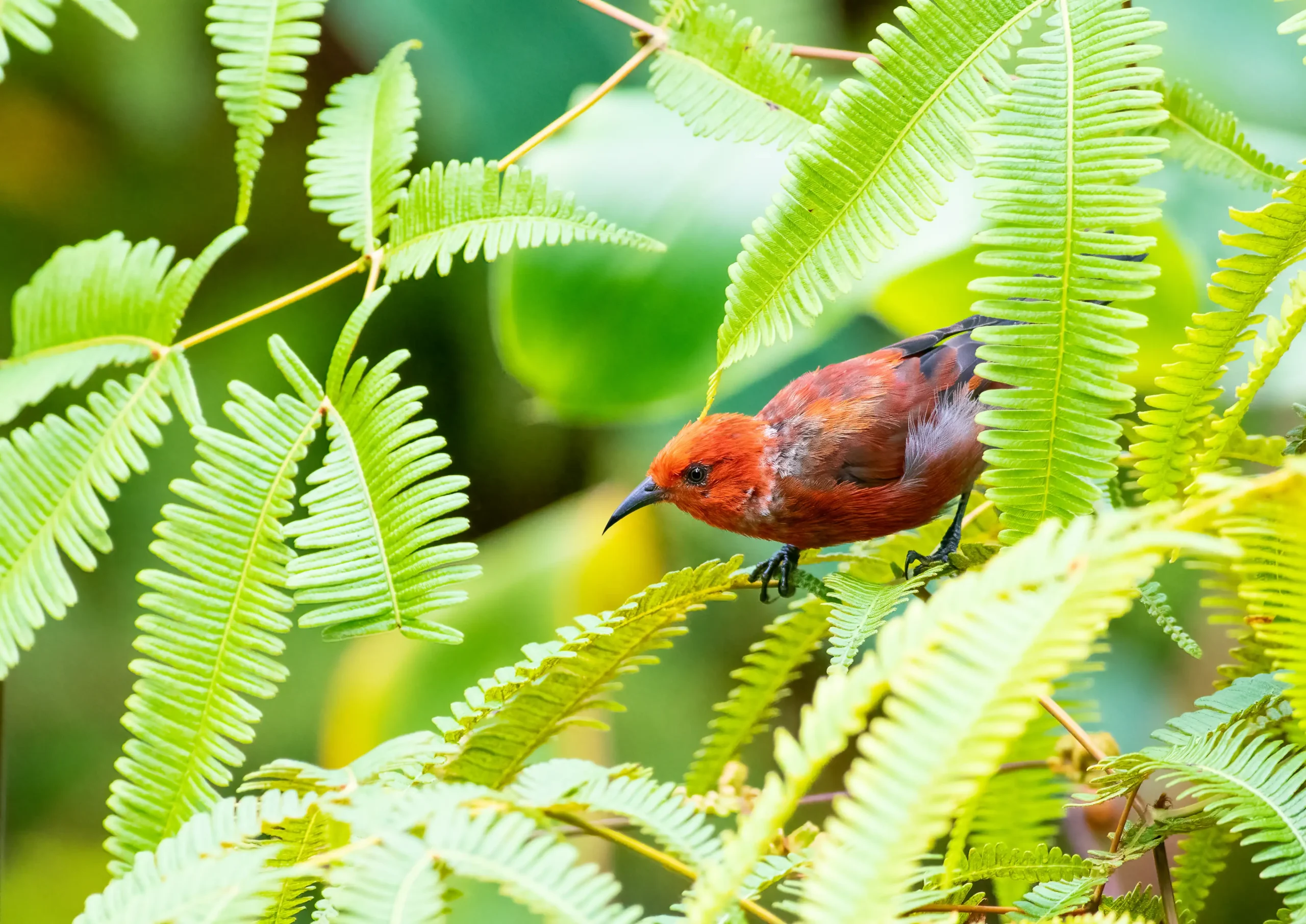 Birding